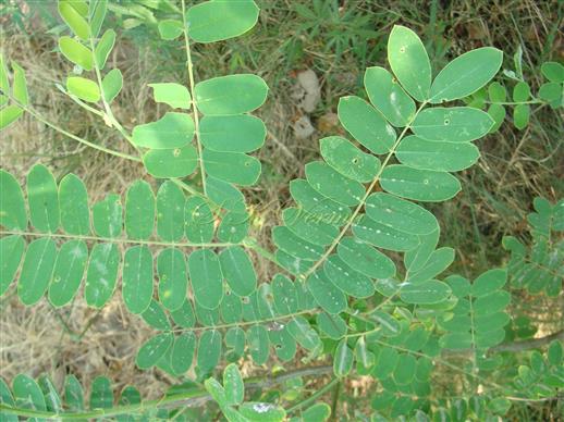  Leaves